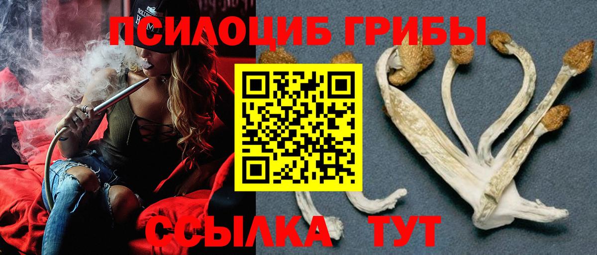 как найти закладки  Вход с VPN  Кашира  Псилоцибиновые грибы мицелий 